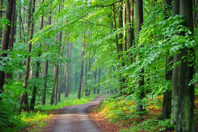 The Role of Car Rental Companies in Promoting Eco-Friendly Tourism: Betbhai99 com login, Radheexch, My99exch